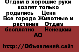 Отдам в хорошие руки козлят.только родились. › Цена ­ 20 - Все города Животные и растения » Отдам бесплатно   . Ненецкий АО